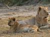 Africa Nature Animals (43)